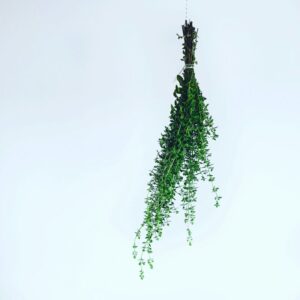 Licensierad örtterapeut