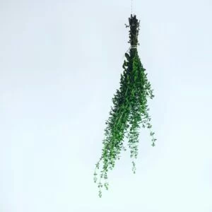 Licensierad örtterapeut